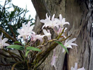 高野槇に接ぎ木した風蘭